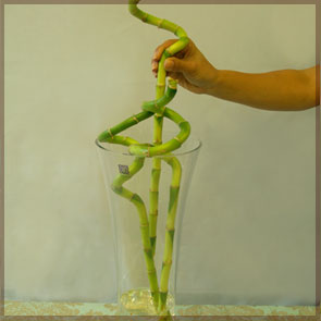 Home Decor and Handicraft: Curly Bamboo Placed in Glass Vase