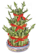 Auspicious Flora - Lucky Bamboo