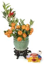 Auspicious Flora - Lucky Kamquat