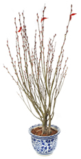 Auspicious Flora - Pussy Willows