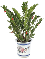 Auspicious Flora - Zamioculcas
