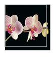 Orchid Wallpaper