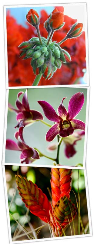 Geranium, Orchids, Bromeliads